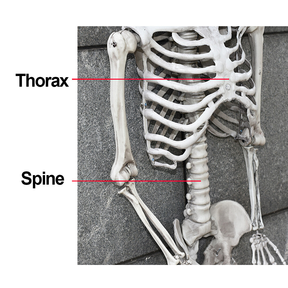 170Cm Halloween Poseable Skeleton Full Life Size Human Skeleton Decoration Prop