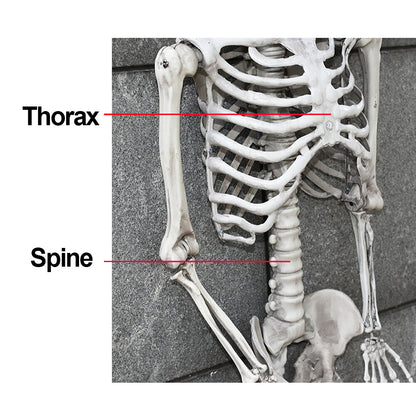 170Cm Halloween Poseable Skeleton Full Life Size Human Skeleton Decoration Prop