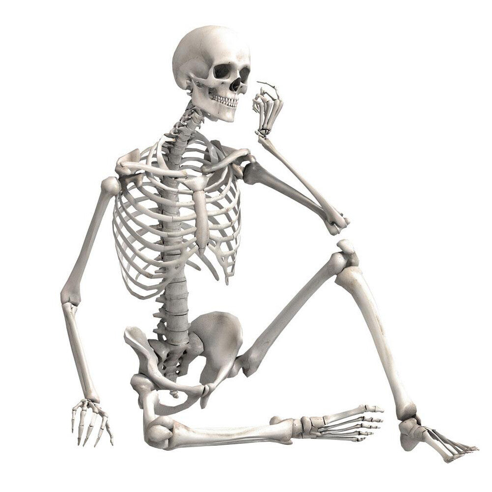 170Cm Halloween Poseable Skeleton Full Life Size Human Skeleton Decoration Prop
