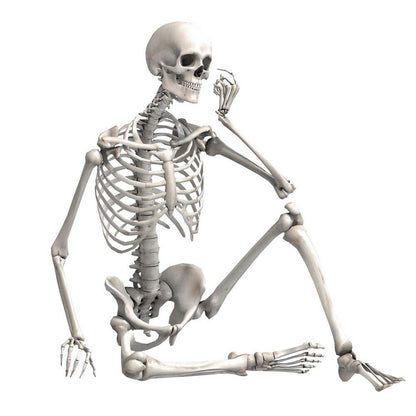 170Cm Halloween Poseable Skeleton Full Life Size Human Skeleton Decoration Prop