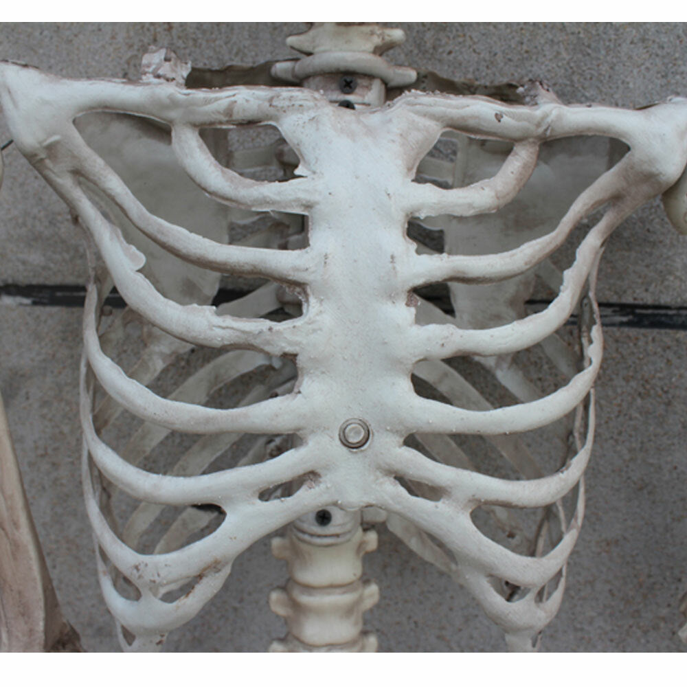 170Cm Halloween Poseable Skeleton Full Life Size Human Skeleton Decoration Prop