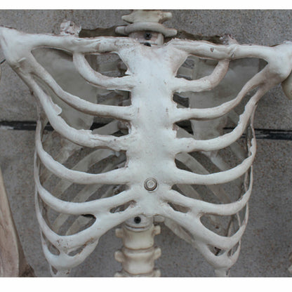170Cm Halloween Poseable Skeleton Full Life Size Human Skeleton Decoration Prop